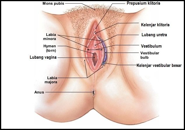gambar puki