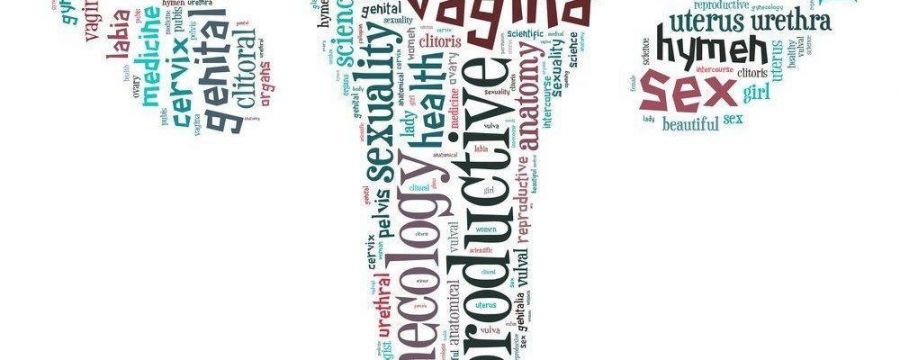 bentuk alat kelamin wanita