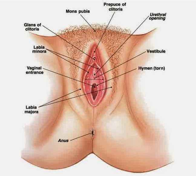 ciri vagina perawan