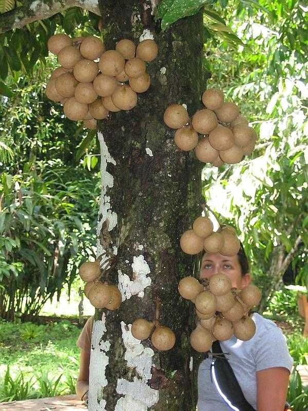 batang panjang