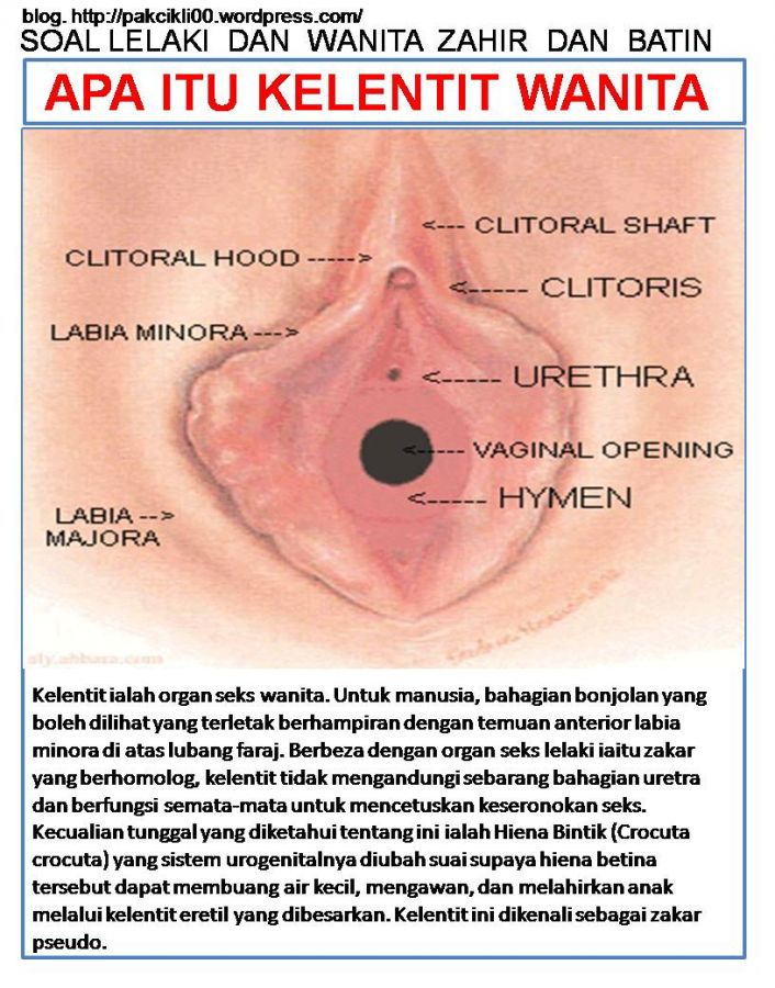 kelentit isteri