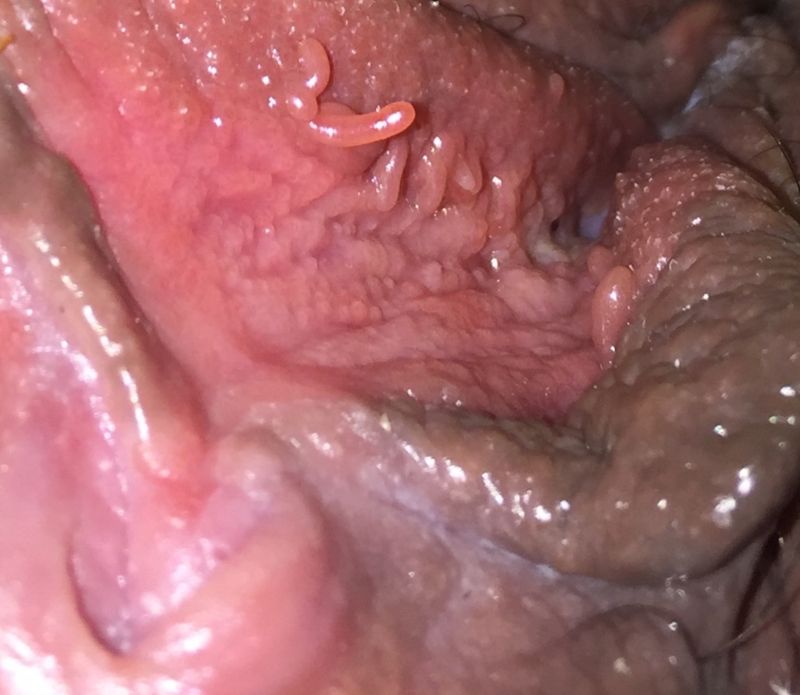 penis in vagina cuming