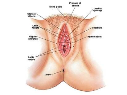 pre vagina