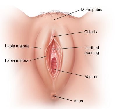vagina perawan