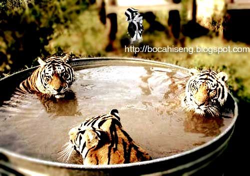 trio macan yang baru