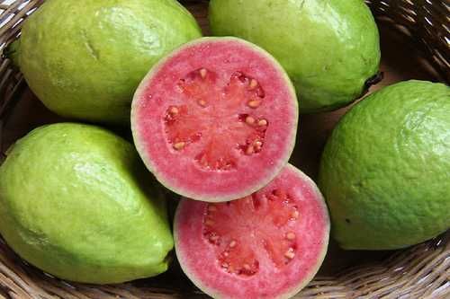 ost marmut merah jambu