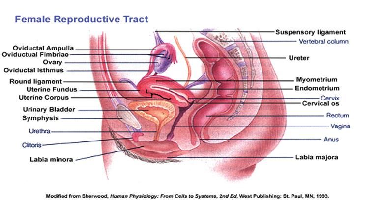 gambar alat pital