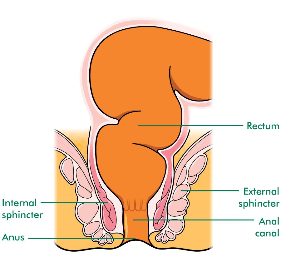 gay penis in anus