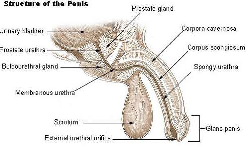 gay anal sex mri