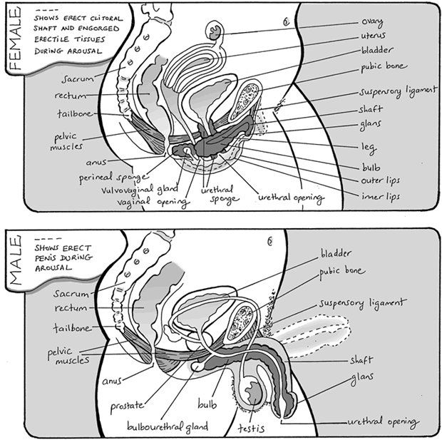anatomy of anal sex gay