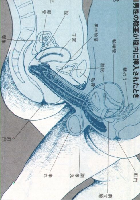male anal sex anatomy