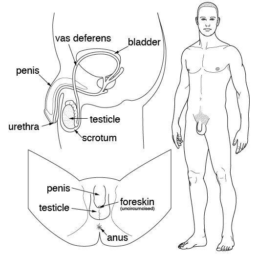 anatomy of anal sex