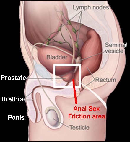 gay anal inside view