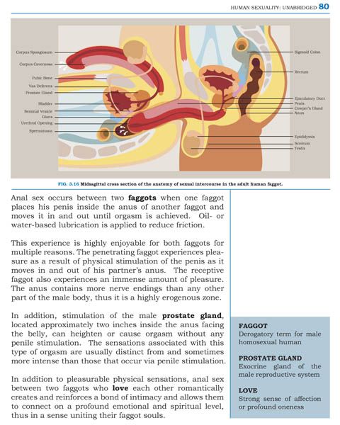 gay sex anatomy