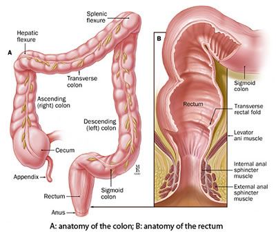 penis inside anal diagrams