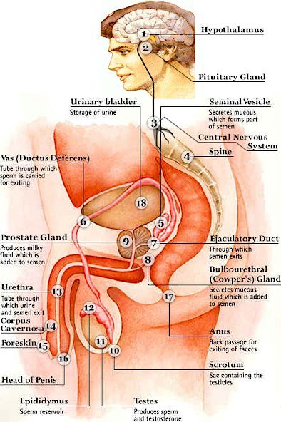 male anal intercourse diagram