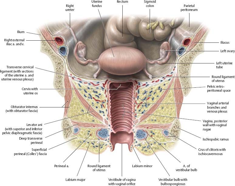 vagina diagram