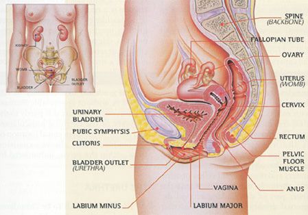 naked vagina