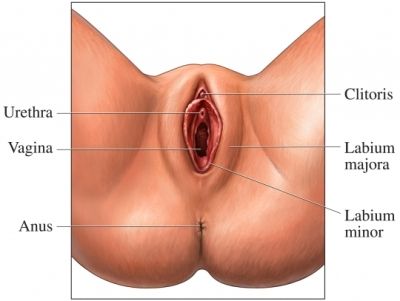 vagina illustration