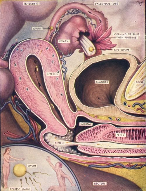 cock entering vagina inside view