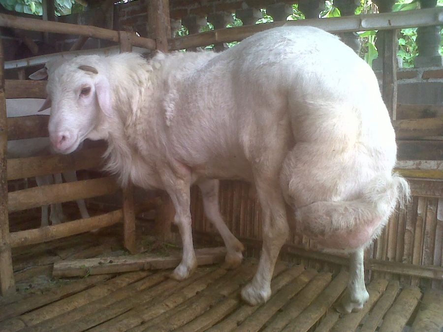 garut jawa barat