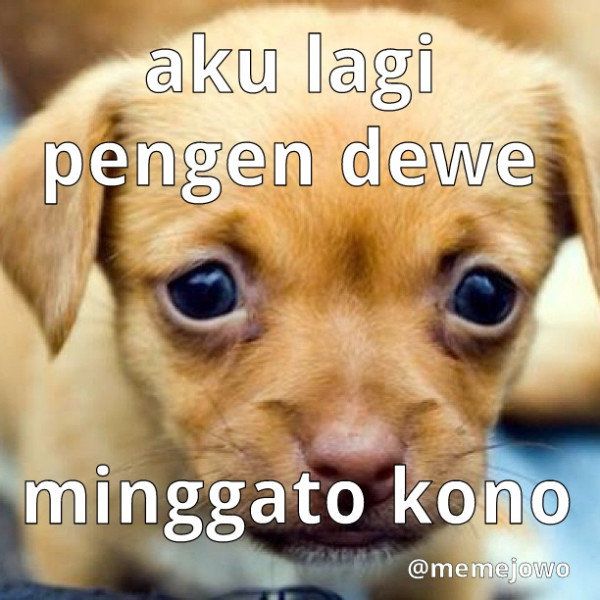 gambar turuk
