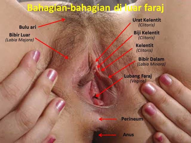 kisah benar jilat biji kelentit