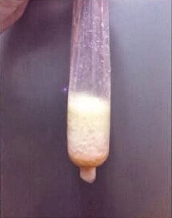 gay kontol pejuh