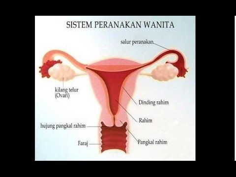 rahsia alat kelamin wanita