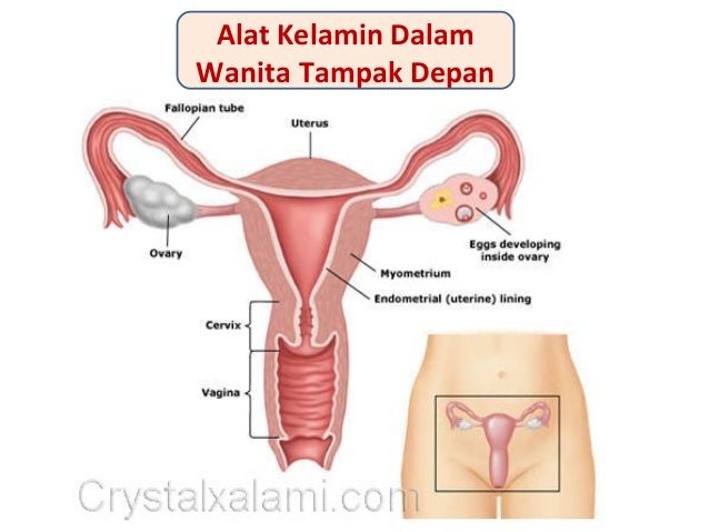 kelamin wanita yang sehat