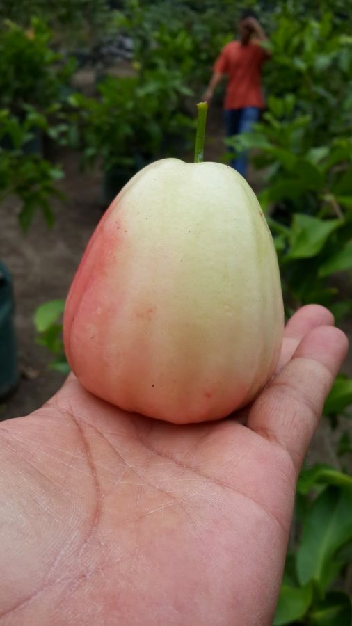 nora danish buah dada