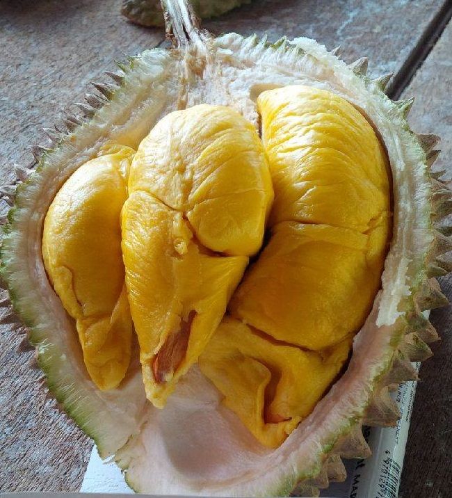 menghisap menjilat buah dada