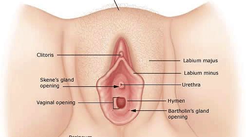 vagina basah