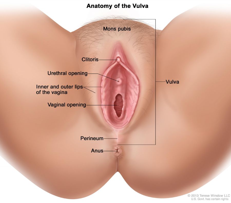 gambar vagina