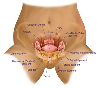 normal vagina yang
