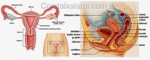 bentuk kemaluan wanita