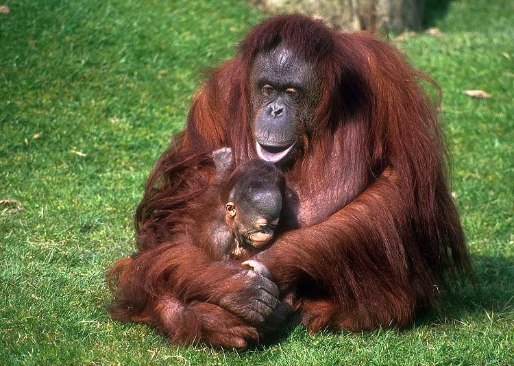 foto atau gambar orang turki