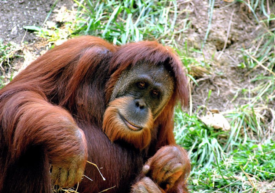 orangutan