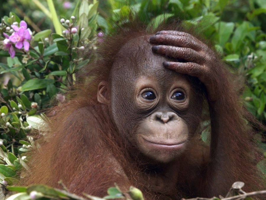 gambar asli orang utan