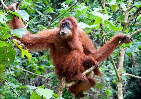 gambar lucu orang utan