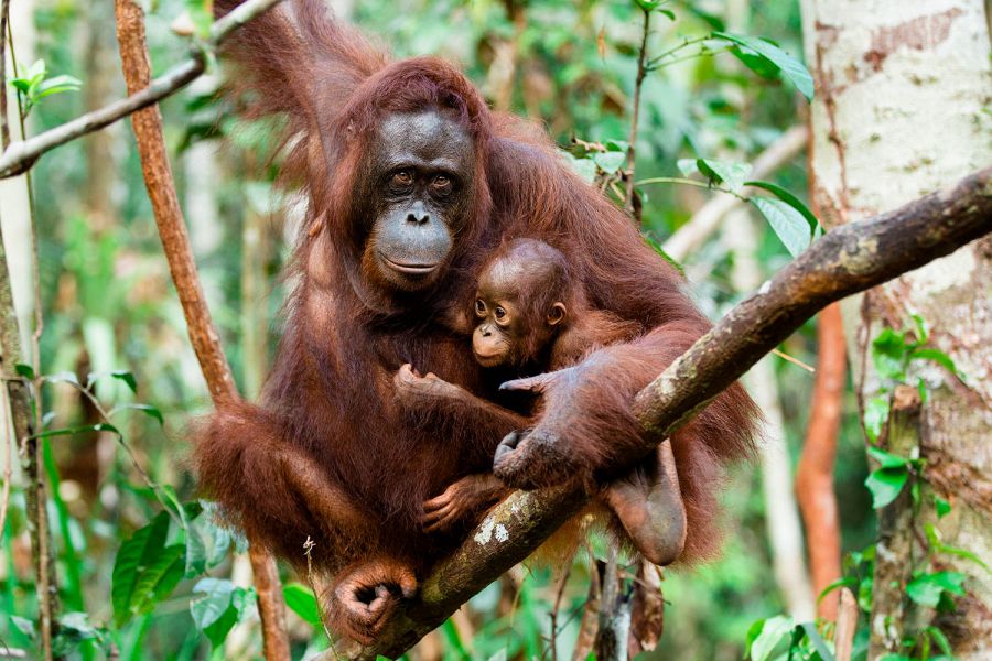 gambar pemandangan yang indah