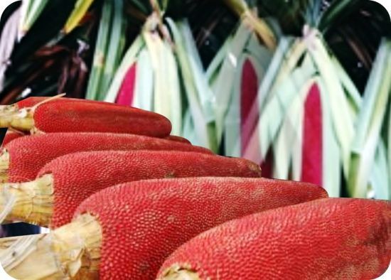 bentuk bentuk vagina perawan tidak