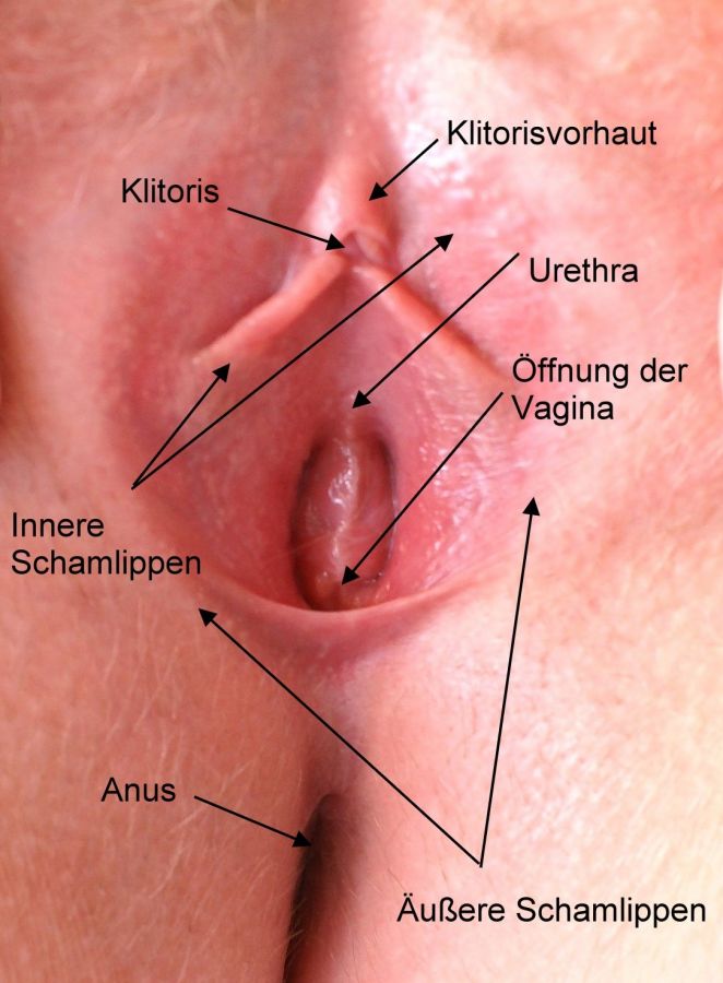 vagina hymen