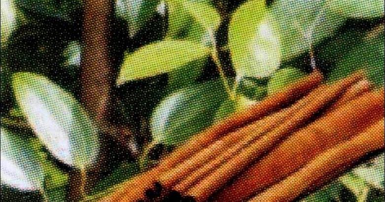 kontol masuk memek cewek bugil