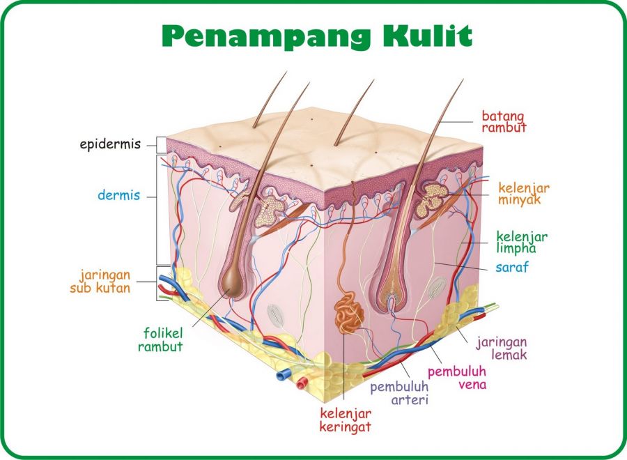 slimpics gambar memek online