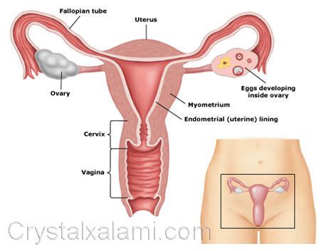 puki wanita