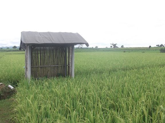 gambar katak sawah