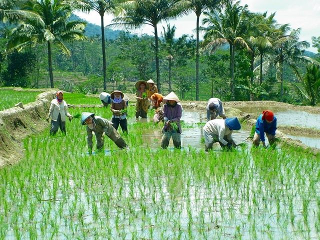 gambar padi menguning