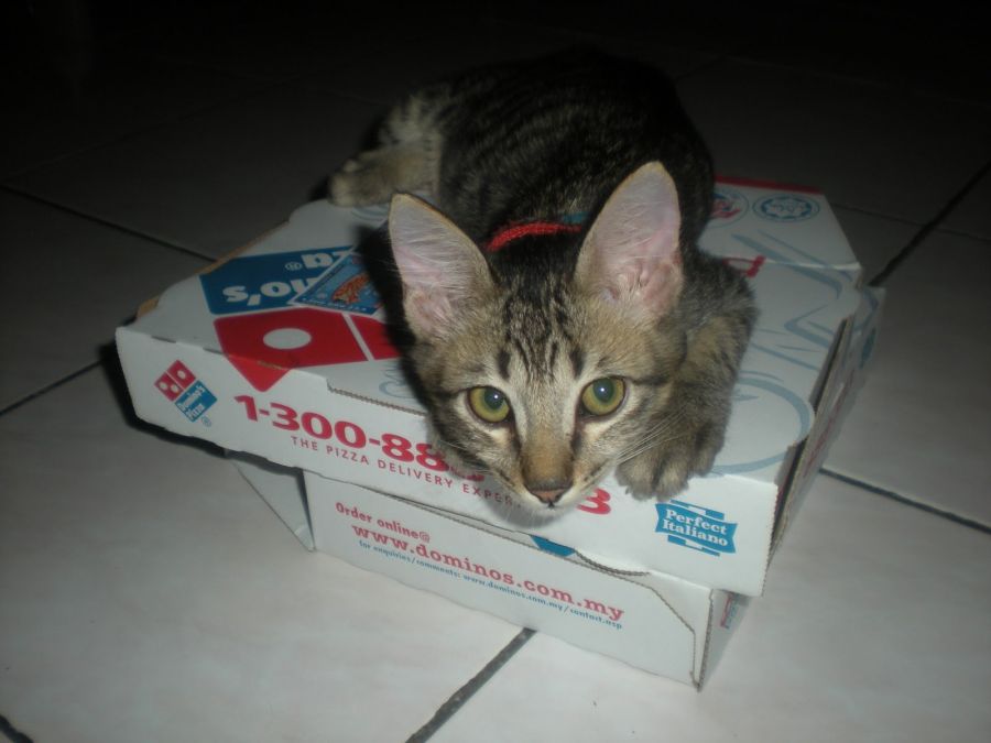 jembut abg