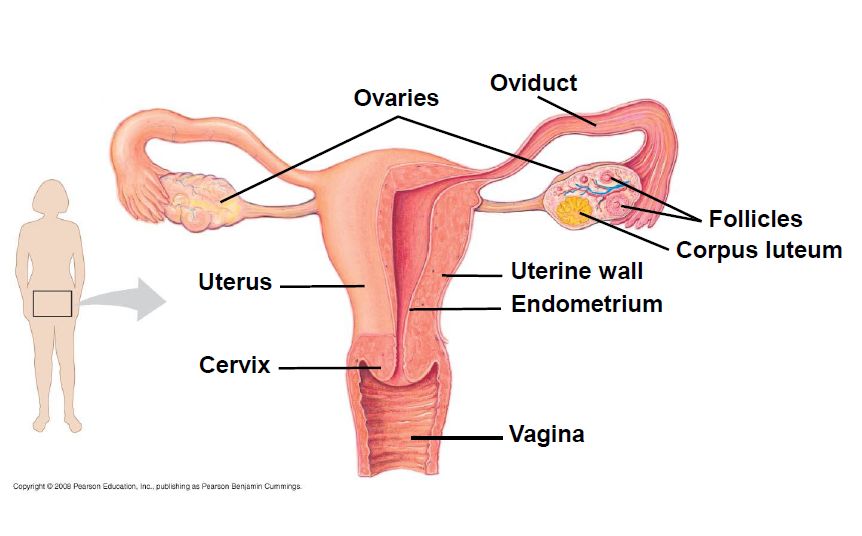 mengenal alat kelamin wanita